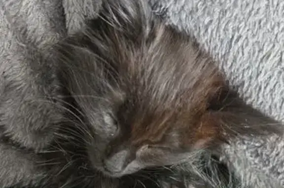 Animaux perdus Nogent-le-Rotrou, photo: Chaton perdu à Nogent-le-Rotrou
