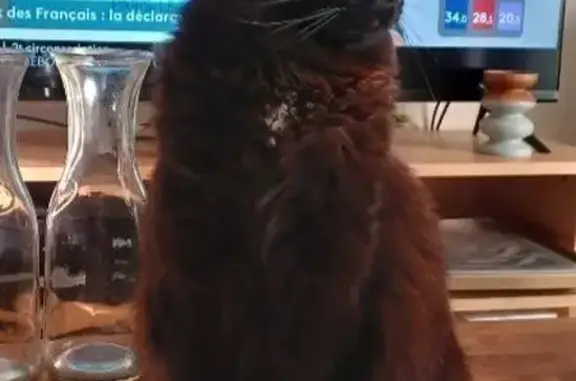 Chatte noire perdue à Pessac - photo