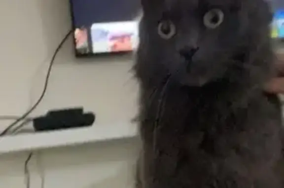 Chat perdu à Saint-Chamond le 10 juin - photo
