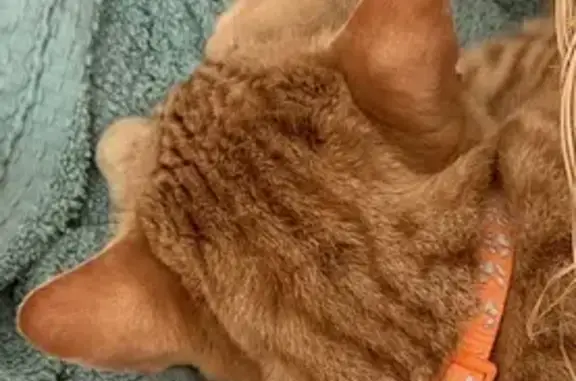 Gato Perdido: Gardel, Naranja y Blanco