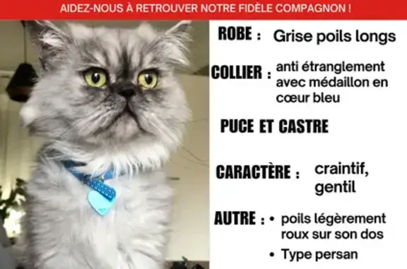 Animaux perdus Lesquin, photo: Chat perdu : gris clair, collier bleu, Lesquin