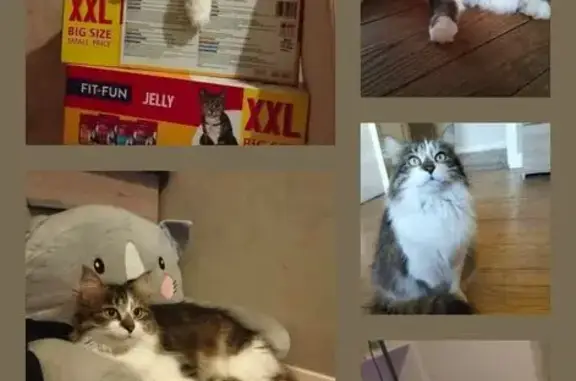 Chat perdu, , photo: Chatte perdue à Montsauche-les-Settons