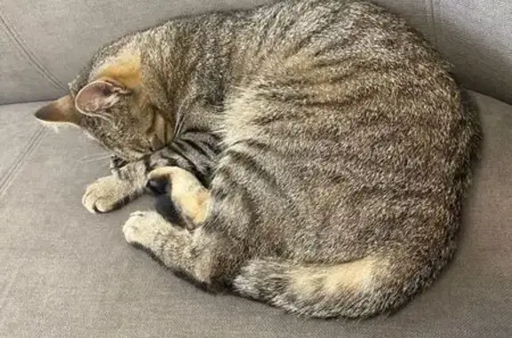 Animaux trouvés Mondeville, photo: Chat sociable trouvé au lycée Jules Verne