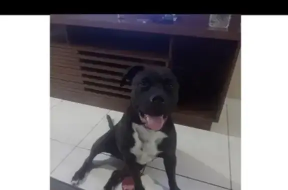 cachorro desaparecida