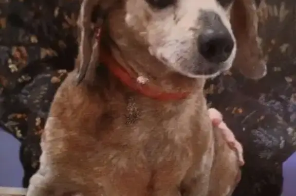 Help Find Our 21-Year-Old Dapple Dachshund