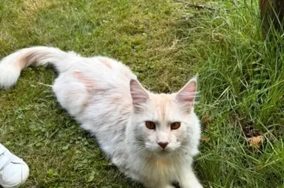 Animaux perdus , photo: Chat perdu Rue de la Mairie, Couëtron