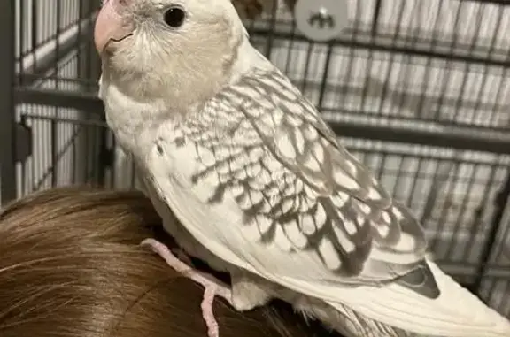 Ninfa Encontrada en Málaga: ¡C...