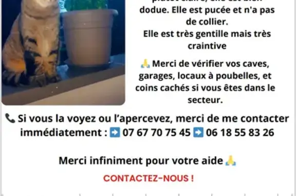 Chat perdue : Nala tombée à Écully - photo