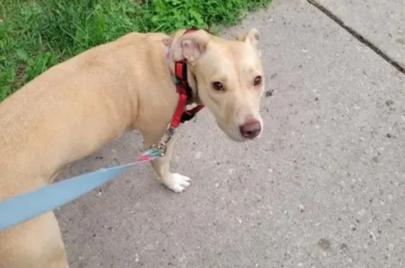 Lost Skittish Pittie Mix on Spaulding Ave