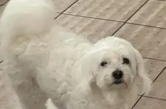 Lost Dog: Spotted Nose on Hwy 6, Houston