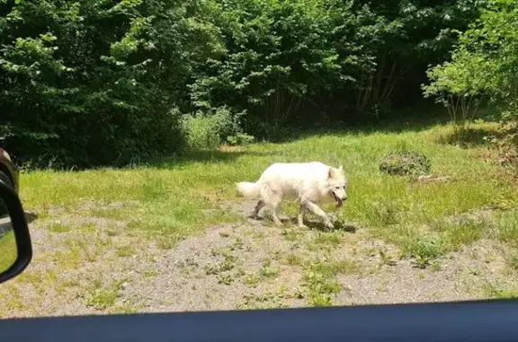 Berger blanc suisse trouvé à Giromagny - photo