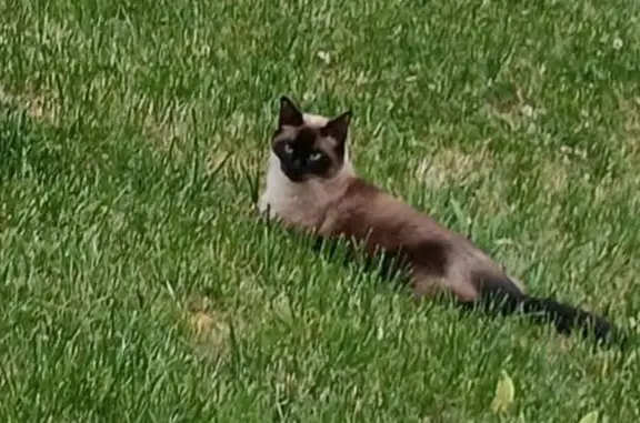 Chat perdu, , photo: Chat perdu, yeux bleus, Vosne-Romanée