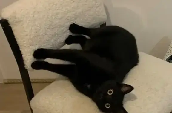 Chat noir perdu à Château-Gontier - photo