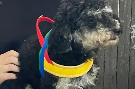 Lost Dog: Multicolor Harness in NY