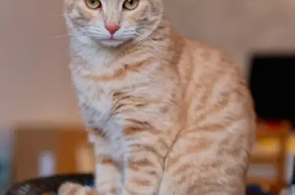 Chat perdu, Nevers, photo: Tigrou, chat roux perdu à Nevers
