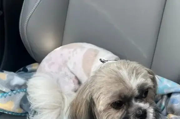 Missing dog Norfolk, photo: Lost Dog: Black & Brown Spotted in Norfolk
