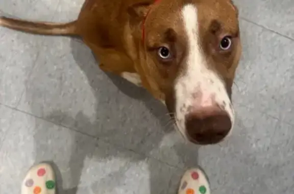 Lost Dog: Light Blue Eyes in Chicago