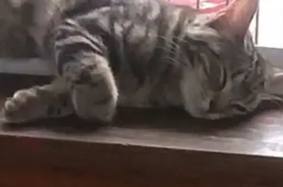 Lost Cat: Black & Gray, 1.5 Years Old