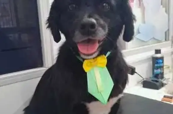 cachorro desaparecida
