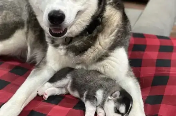 Missing dog , photo: Lost Dog: Meika & White Husky in Bahama