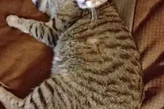Lost Grey Cat Near Posse Grounds Park