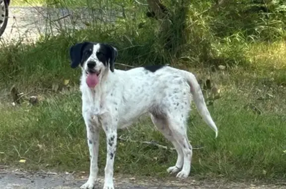 Animaux trouvés Allassac, photo: Chienne errante vue près de la ZI les Rivières