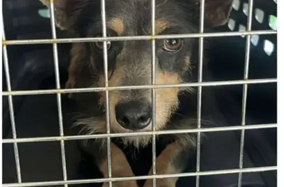 Lost Chihuahua Mix: Help Find Kessler!
