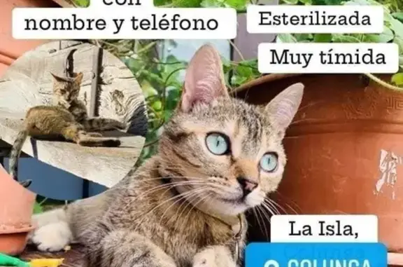 Animales perdidos , foto: Gata Perdida: Luna, Tricolor y Tímida