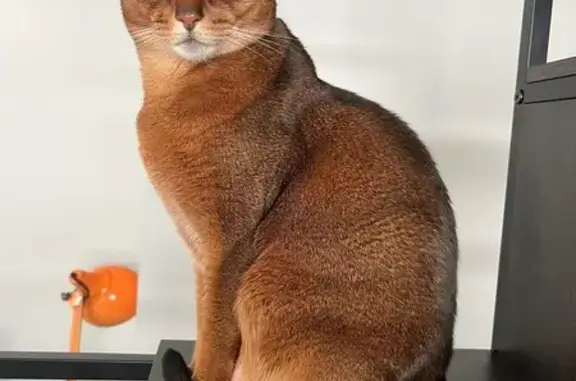 Lost Shy Abyssinian Cat in Marlboro