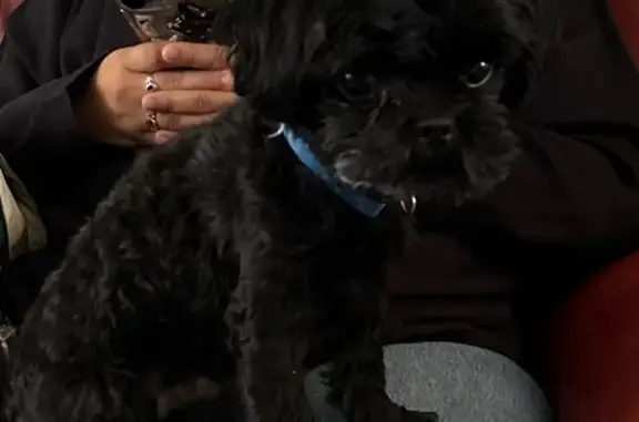 Lost Black Shih Poo: Hops When Running