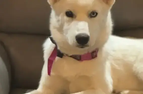 Missing dog , photo: Lost Huskies: Blu & Meika on Wiley Rd
