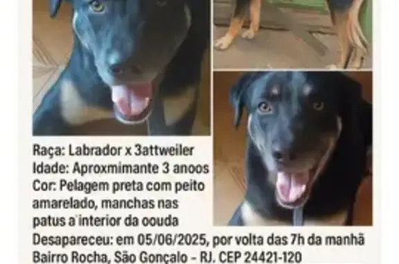 cachorro desaparecida