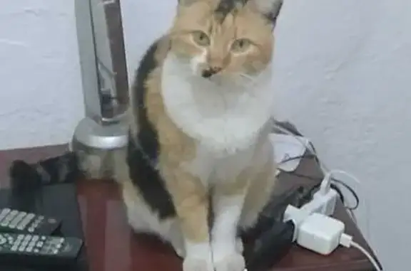 gato desaparecida