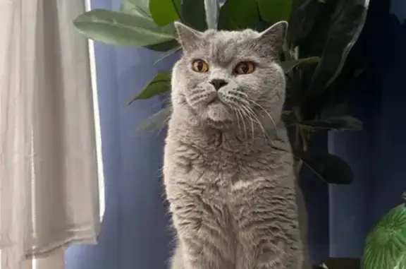 Lost Cat: Gray, Orange Eyes in Lindenwold