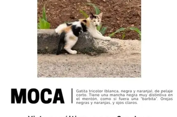 Gatita Tricolor Perdida en Tacoronte