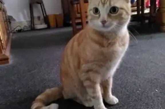Chat perdu, Strasbourg, photo: Chatte rousse perdue à Strasbourg