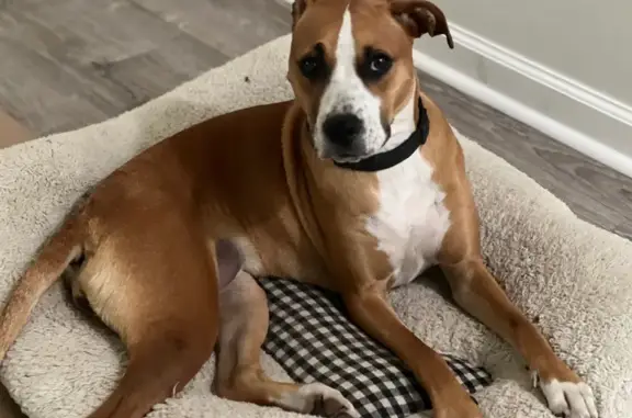 Lost and found pets Memphis, photo: Found: Brown Female Dog in Memphis, TN