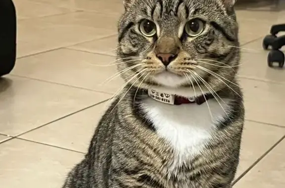 Lost Tabby: San Mao with Unique Markings