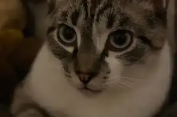 Chat perdu : blanc gris, queue noire déformée - photo