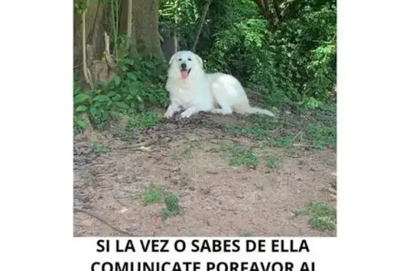 Missing dog Vieques, photo: Lost Dog: Unique Paws in Puerto Diablo