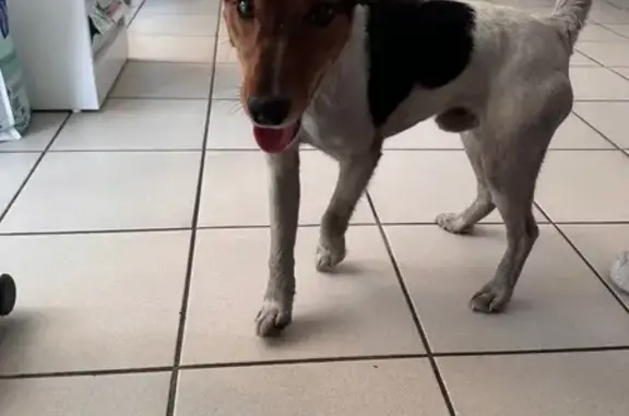 Chien retrouvé rue de Brouillebas, Limoges - photo