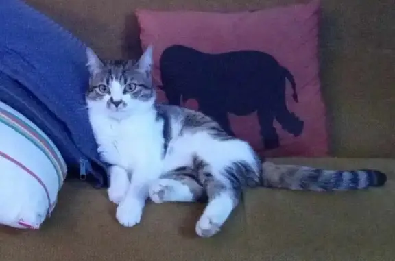 Chat perdu, Dreux, photo: Chatte tigrée Toupie perdue à Dreux