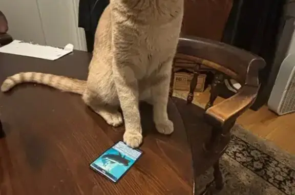 Friendly Orange Cat Lost on Olive Ave