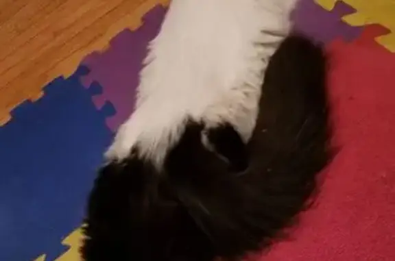 Lost Long-Haired Cat: 40th Ave NE, MPLS