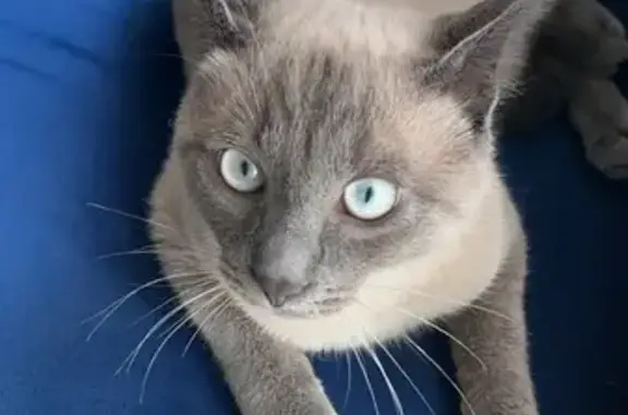 Animaux perdus , photo: Chat perdu : Hoshi, crème, yeux bleus, Varès