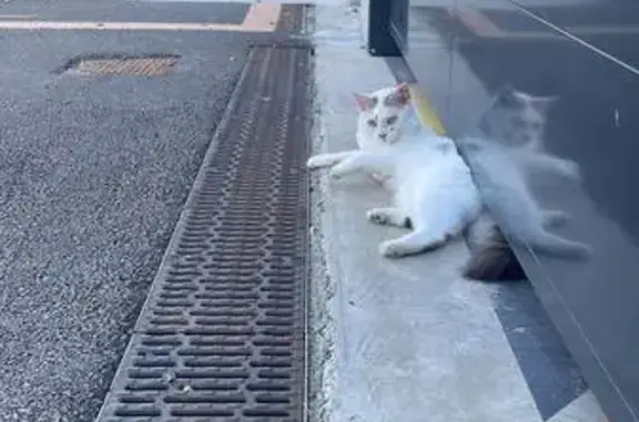 Chatte blanche perdue, poil long, Bonneville - photo