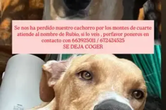 Perro Amarillo Perdido en Monte de Cuarte