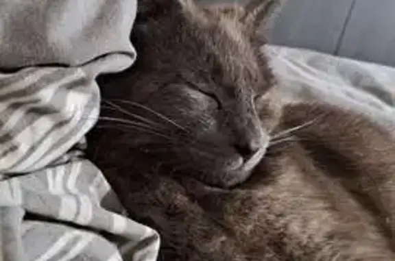 Animaux perdus , photo: Chatte grise perdue, rue de la Sucrerie