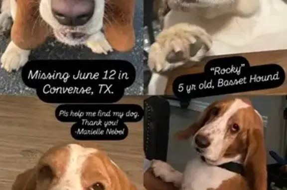 Lost Basset Hound: Brown Spots, Converse