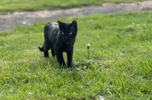 Chat perdu, Decazeville, photo: Zazou, chat noir perdu à Decazeville